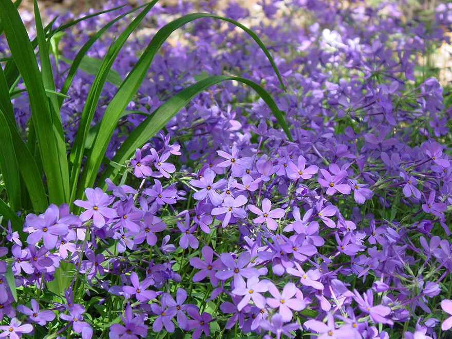 Creeping Phlox Purple Beauty 15 Plants in 3-1/2 Inch Pots