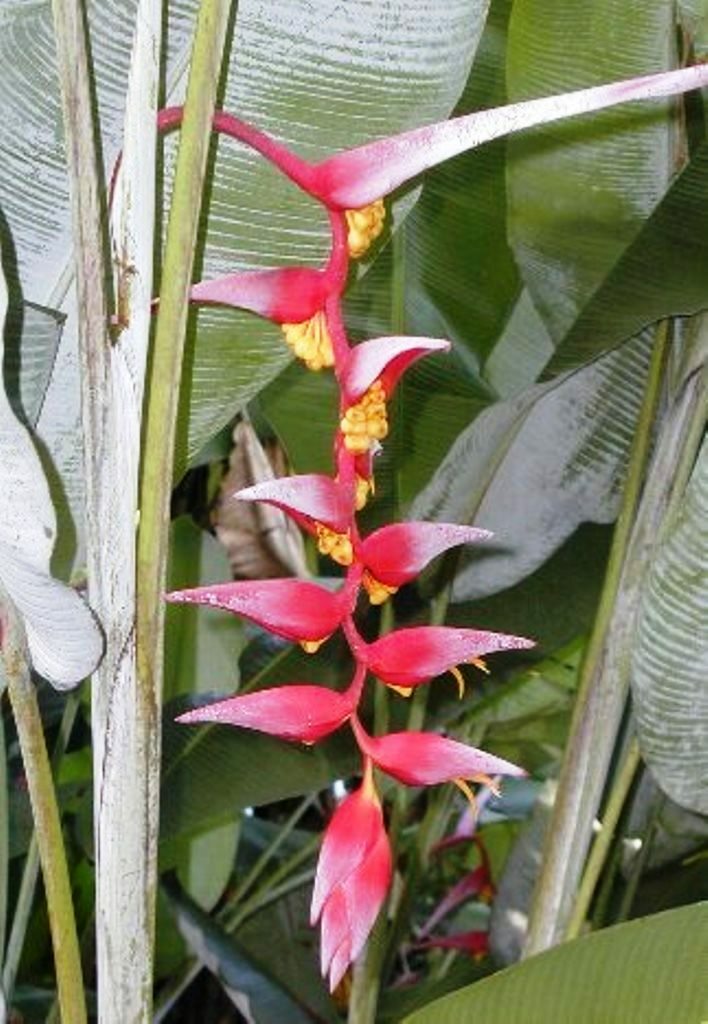 HELICONIA COLLINSIANA LIVE RHIZOME TROPICAL EXOTIC PLANT