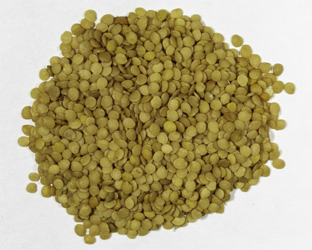 125+ Heirloom Toma Verde Tomatillo Seeds – Super Fast Growing – Early Harvest