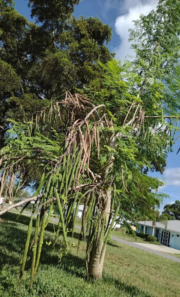 25 Organic Moringa Seeds from Florida USA Moringa Oleifera Drumstick Tree