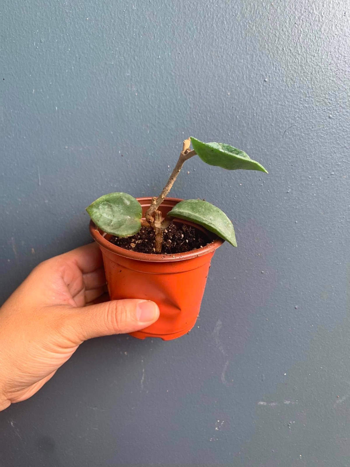 Live Hoya Chelsea 3″ Pot Rooted Rare Wax Plant Pink Carnosa Gift Vining Plant