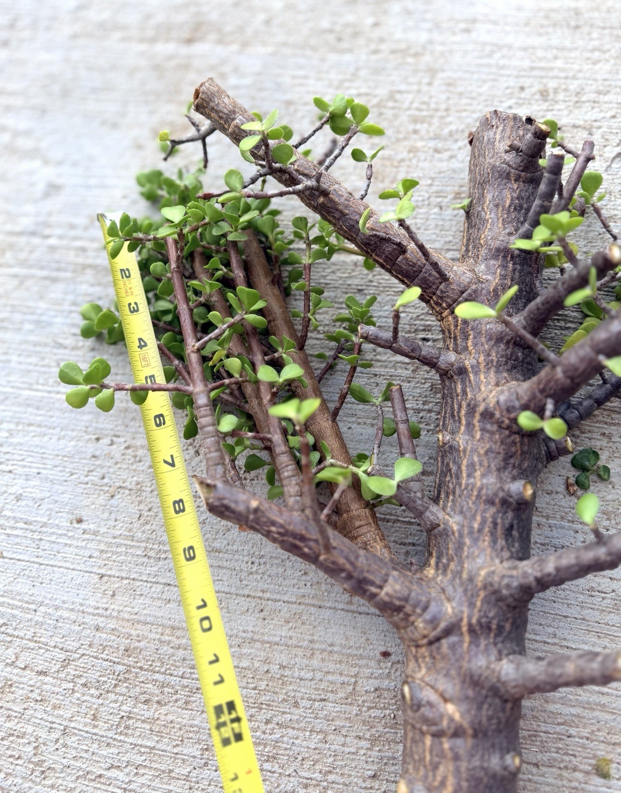 Old Growth 2.25” THICK STEM Portulacaria Afra Exact Cutting Spekboom Bonsai