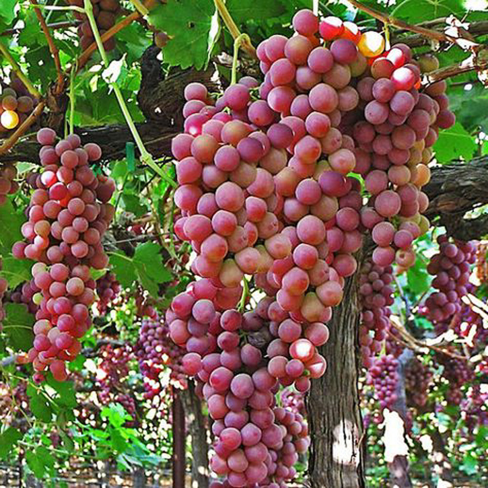 Sweet Red Flame Fruit Seedless Grape Vine Rooted Plants Tree