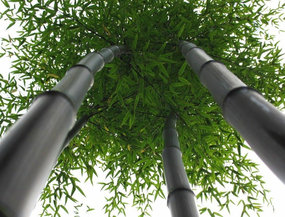 Black Bamboo Plant – Phyllostachys Nigra – 1 Gallon Sz – NOT Just a Root Ball
