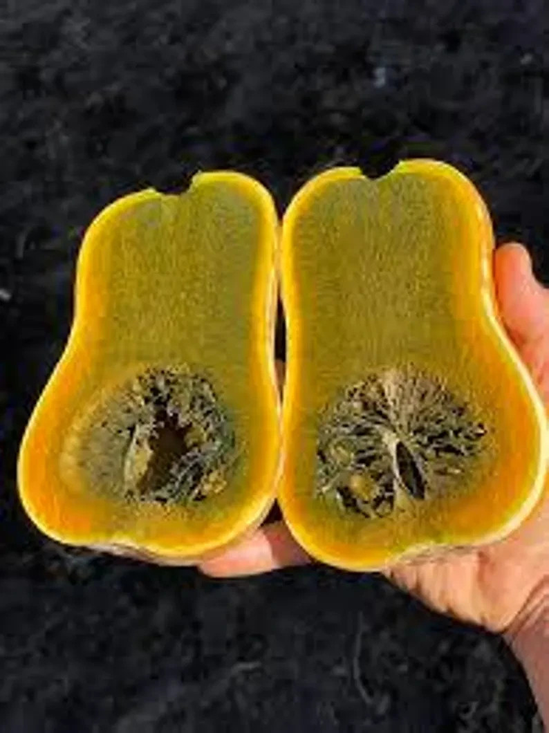 10 Green Ayote Winter Squash Ships free. Organic. USA Seeds. Ships free