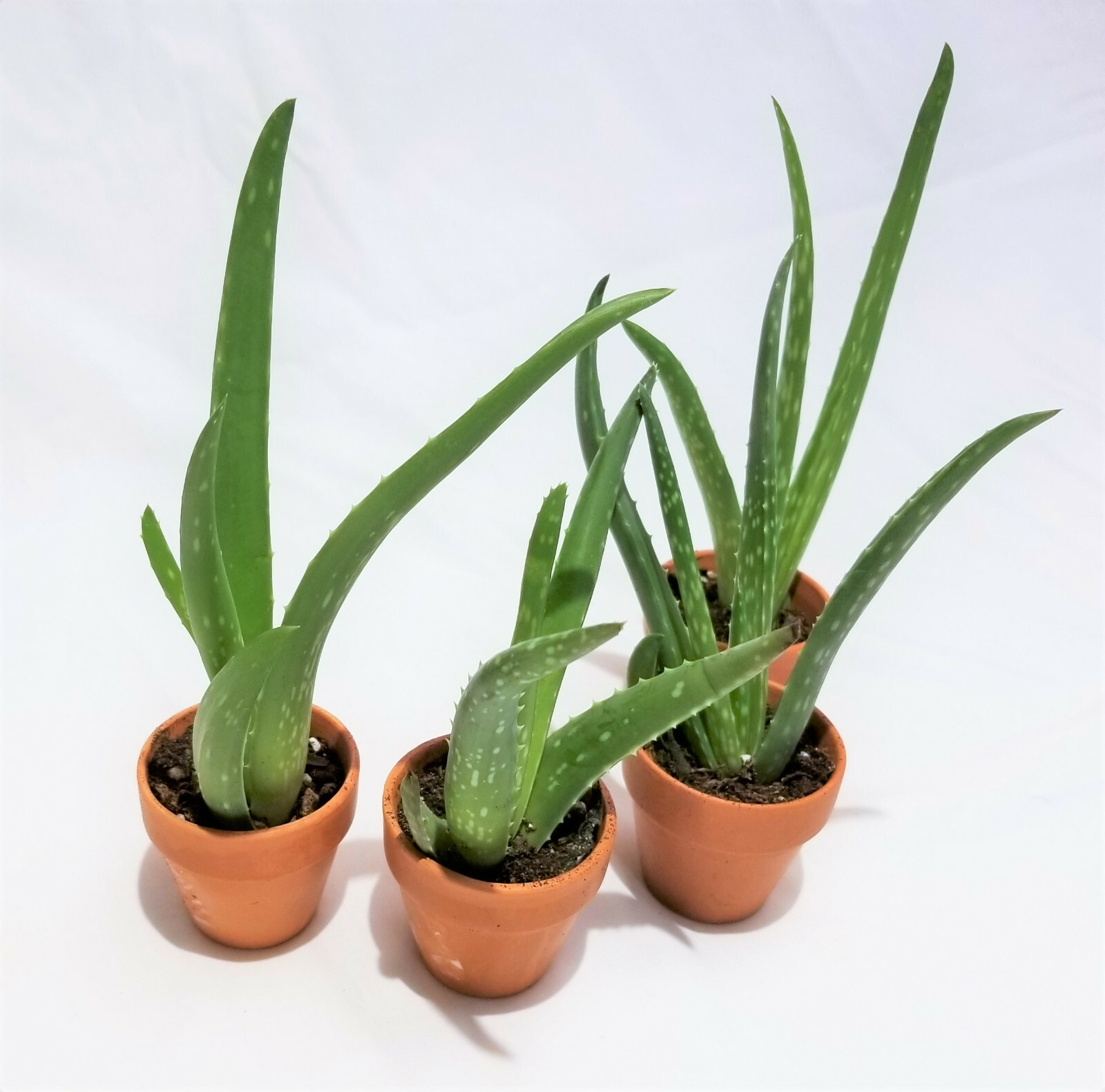Set of 4, 4″-8″ Organic Aloe Vera Succulent Plants, Homeopathic Herbal Medicinal