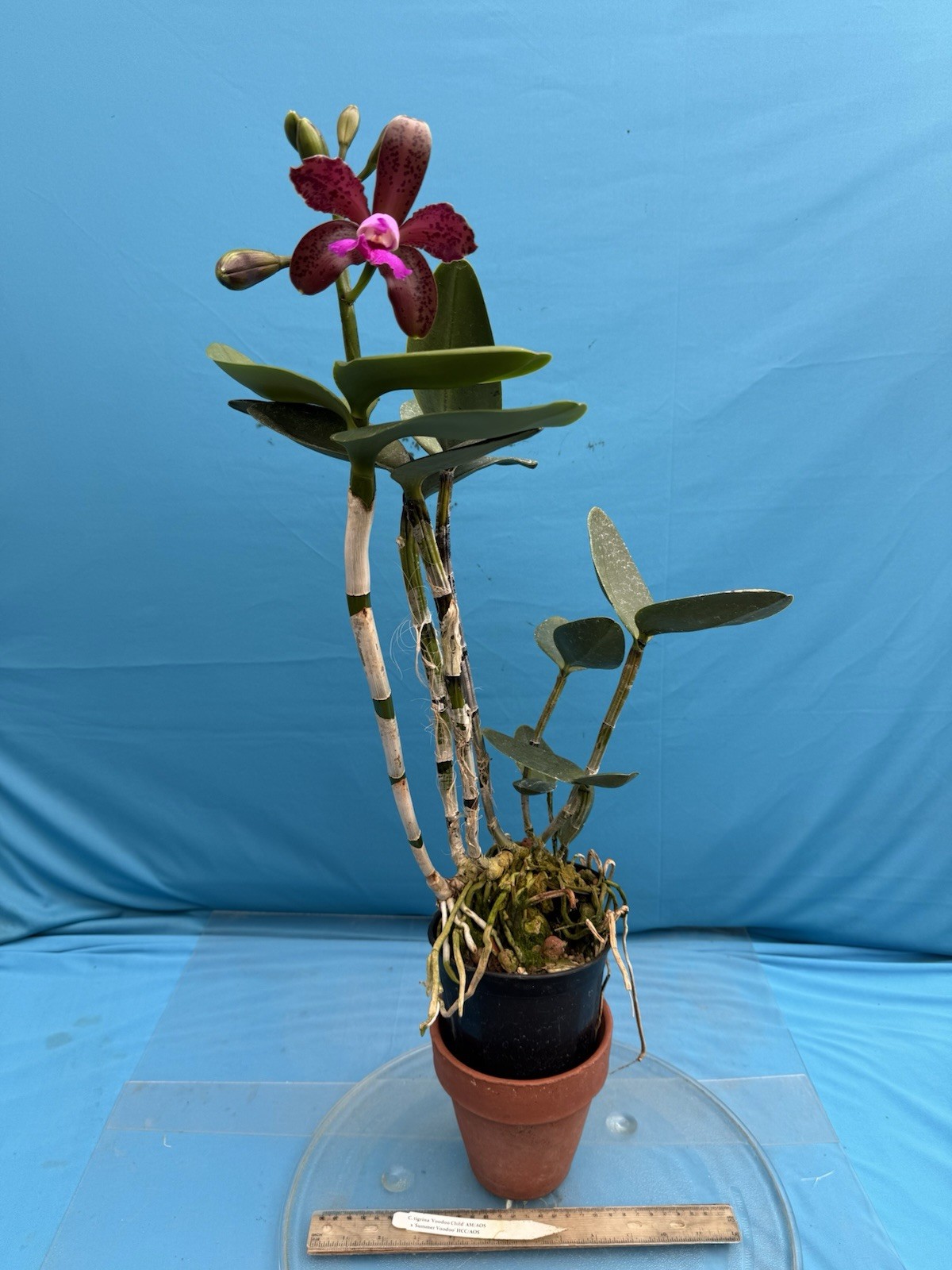 Cattleya tigrina ‘Voodoo Child’ X ‘Summer Voodoo’ Orchid Eros Species 5.5” Pot