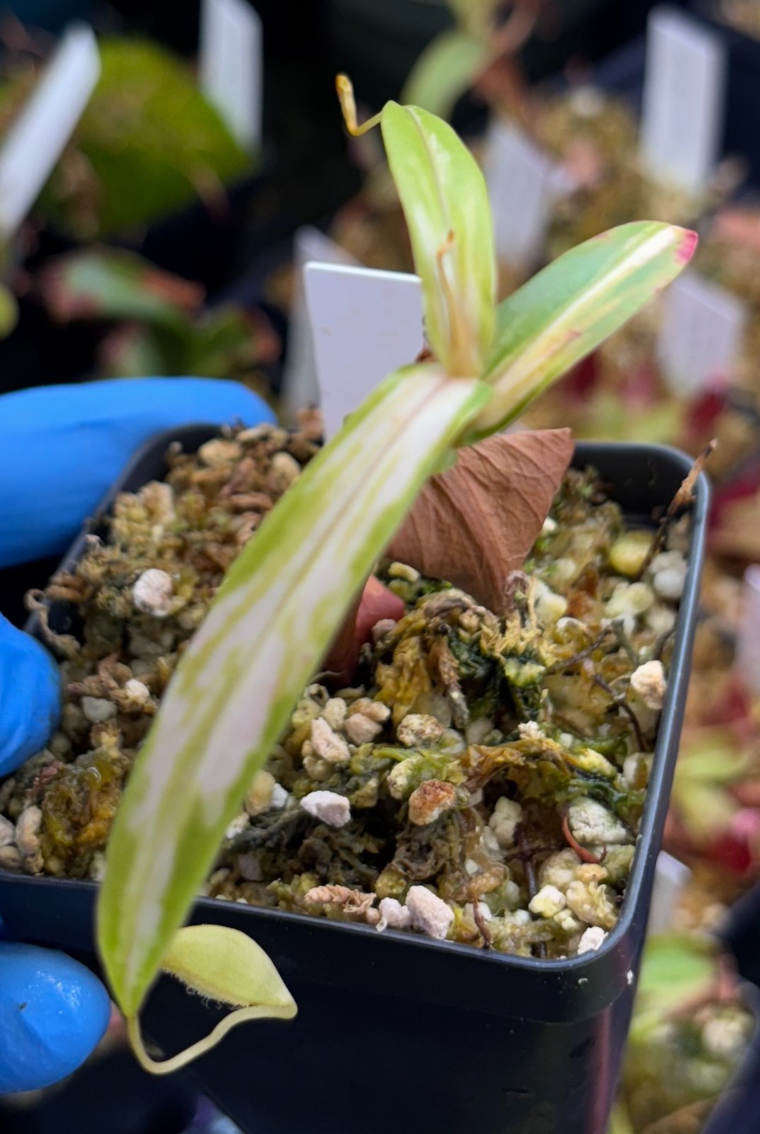 Nepenthes variegated gracilis, rooted cutting, small