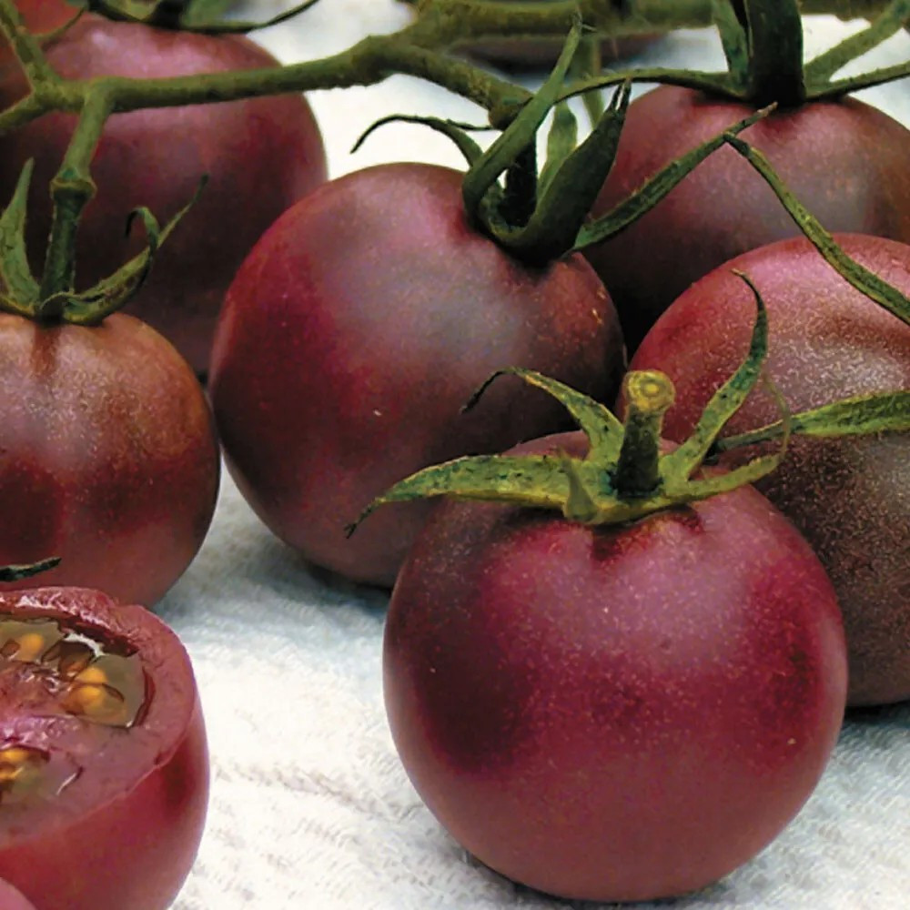 240+ Chocolate Cherry Tomato Seeds – Super Sweet – Heirloom ————— RARE