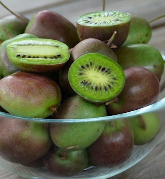 Prolific Hardy Kiwi (Actinidia arguta) -1 TC Plant/Plug -3-6 in -Edible Fruit!!!