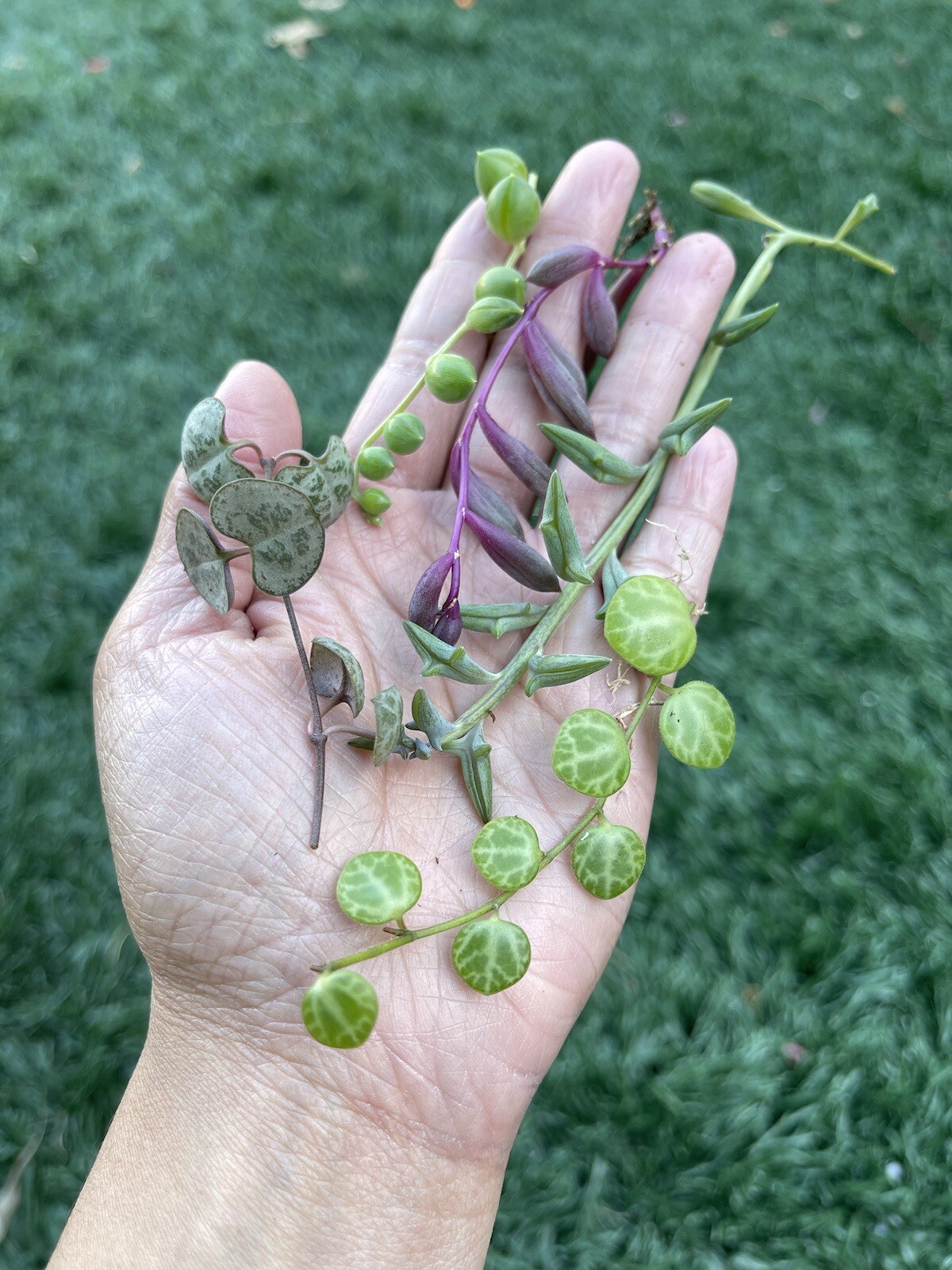 5 Healthy Strings Cuttings | About 3” long