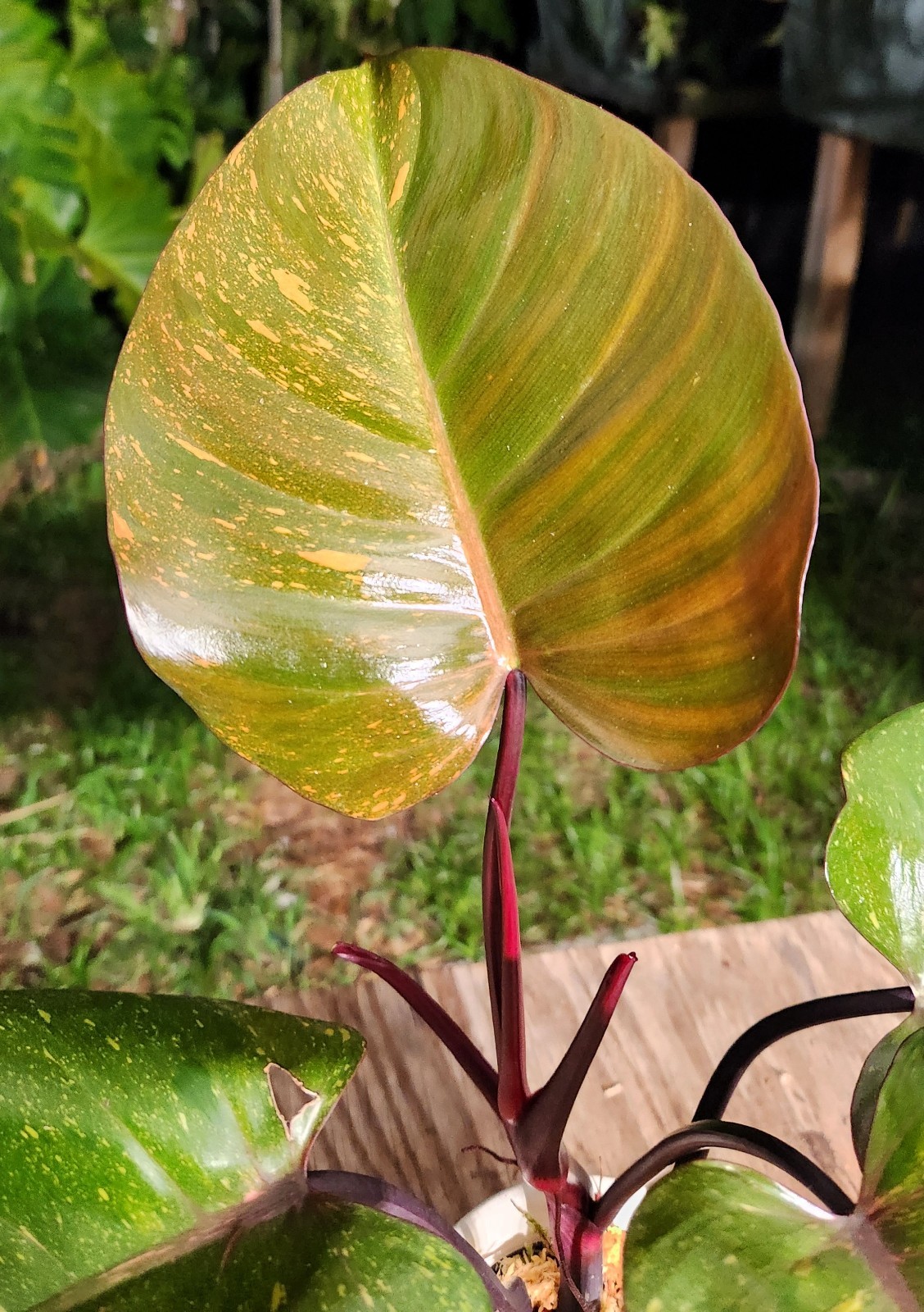 Philodendron Orange Princess marble variegated Plant in 5″ Pot 12″ Tall 19″ Wide