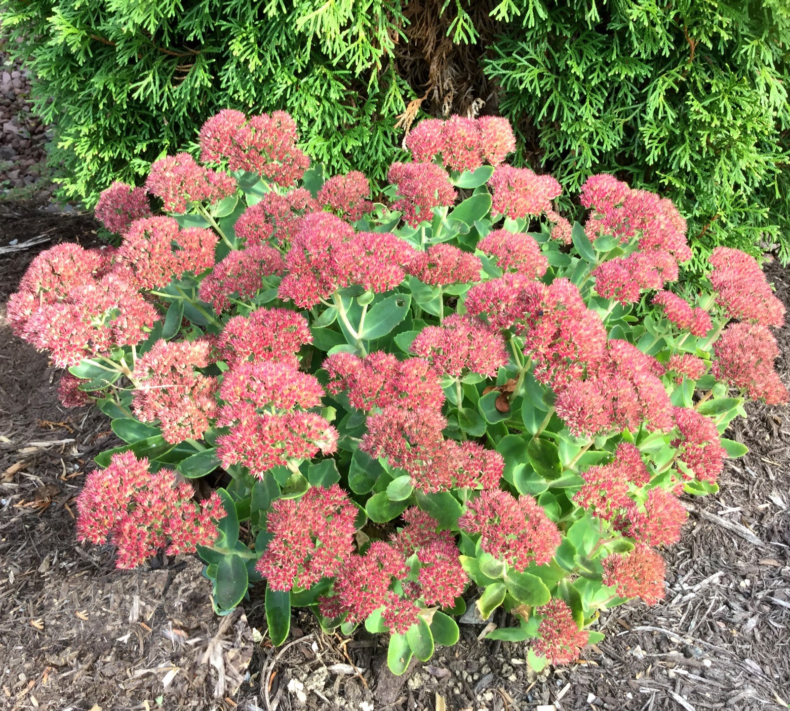Sedum Autumn Joy Stonecrop – LOT of 8 Single Stem Perennial Starter Plants