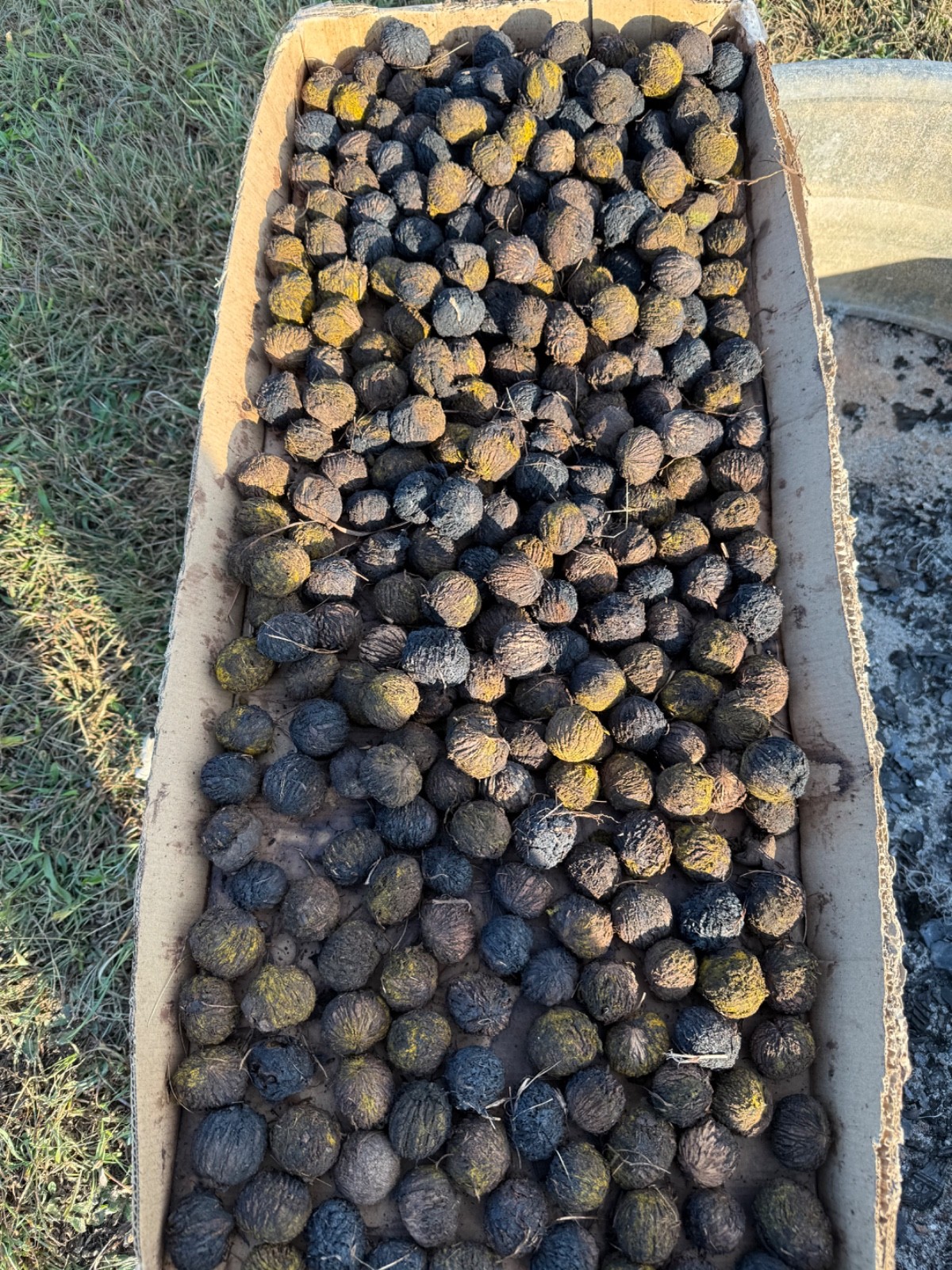 80 Wild Pennsylvania Black Walnuts/Seeds removed from hull-Fresh 2025