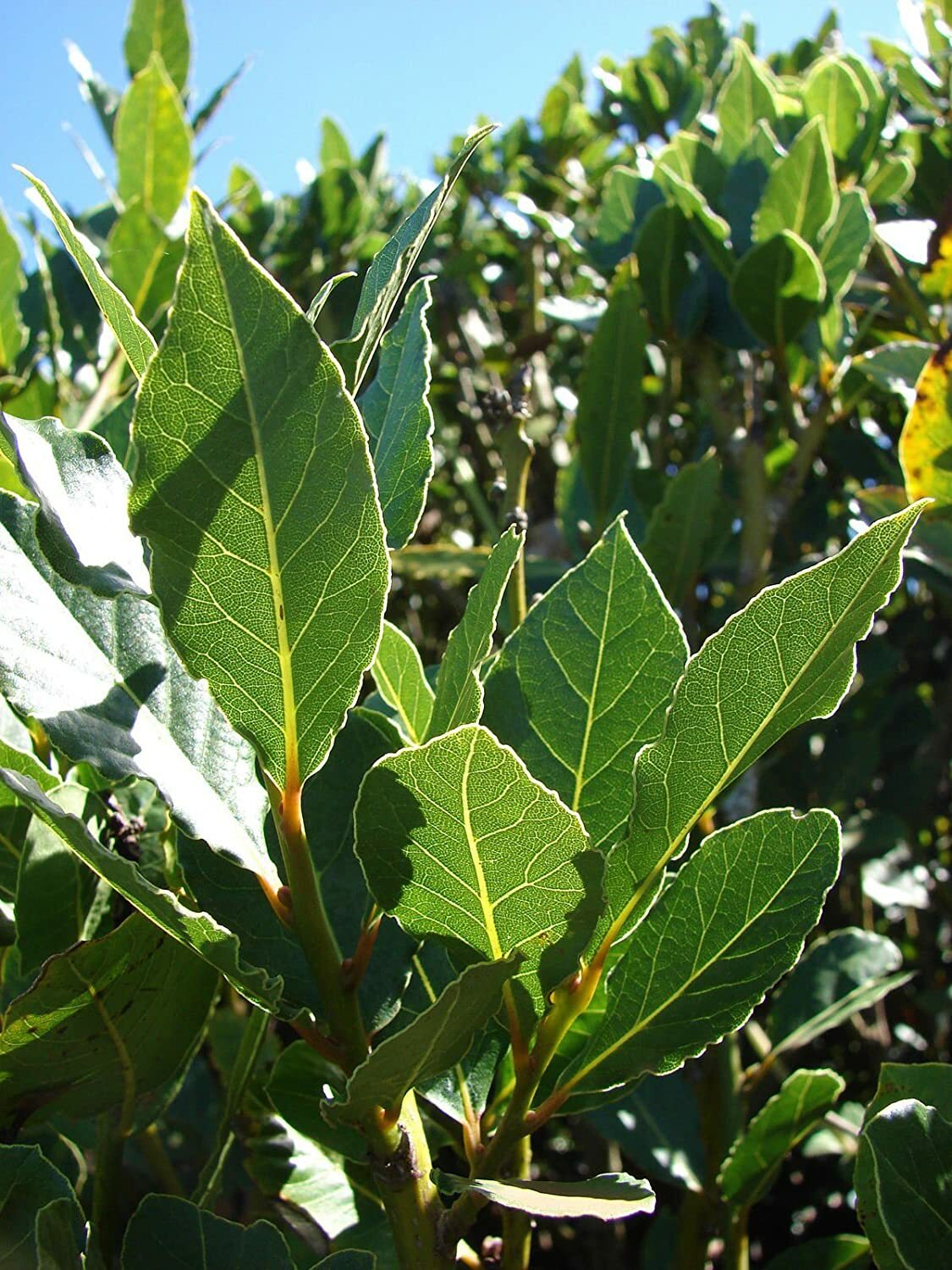 Bay Leaf Tree – 5-6″ Tall Live Plant, Seedling, Sweet Bay Laurel, Laurus nobilis