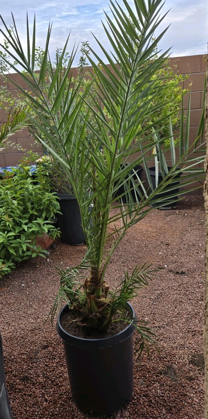 1- Medjool 11+ Year Old Date Palm Tree Phoenix Dactylifera Plant, 3 Gallon Pot