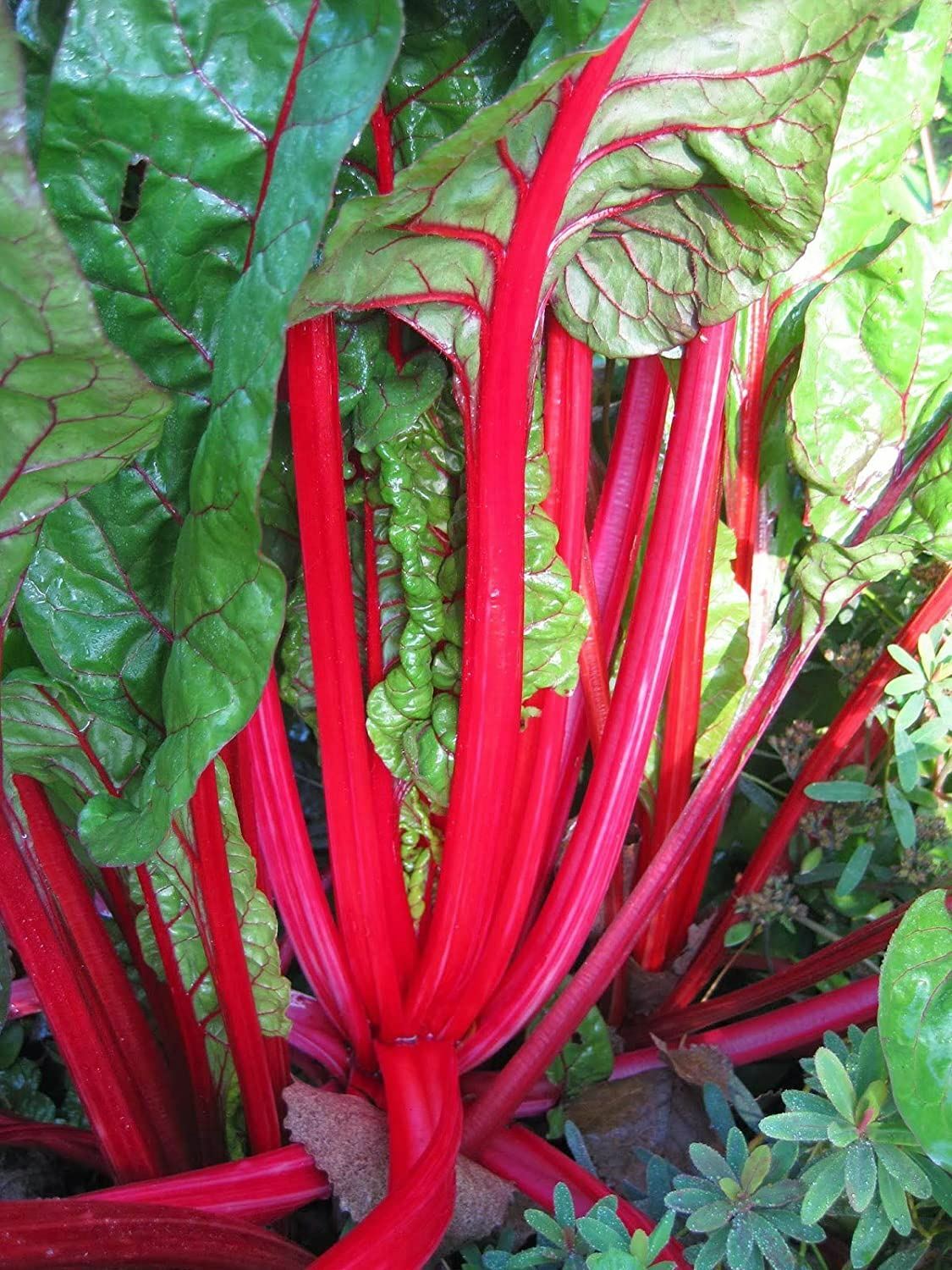 Rhubarb Seeds , Swiss Chard Rhubarb Seeds, “COOL BEANS N SPROUTS” Brand.