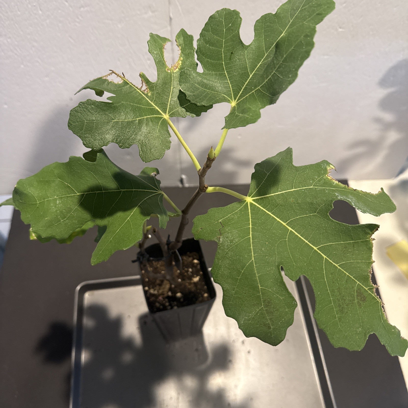 The God Father Fig Tree mature 🌲