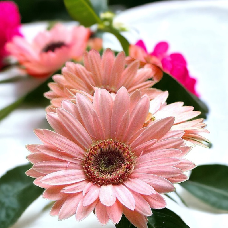 Gerbera Daisy Seeds 50+ Seeds Mum Flower, Flower Seeds, Annual, Flower Beds