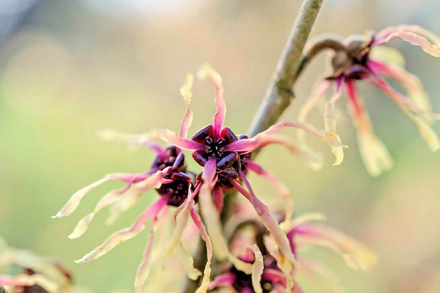 10 STRAWBERRIES AND CREAM WITCH HAZEL SEEDS – Hamamelis x intermedia