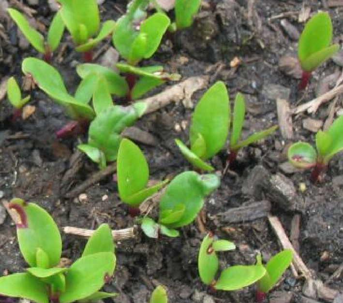 Malabar Spinach 100 Organic Seeds (red stem) Delicious Basella alba