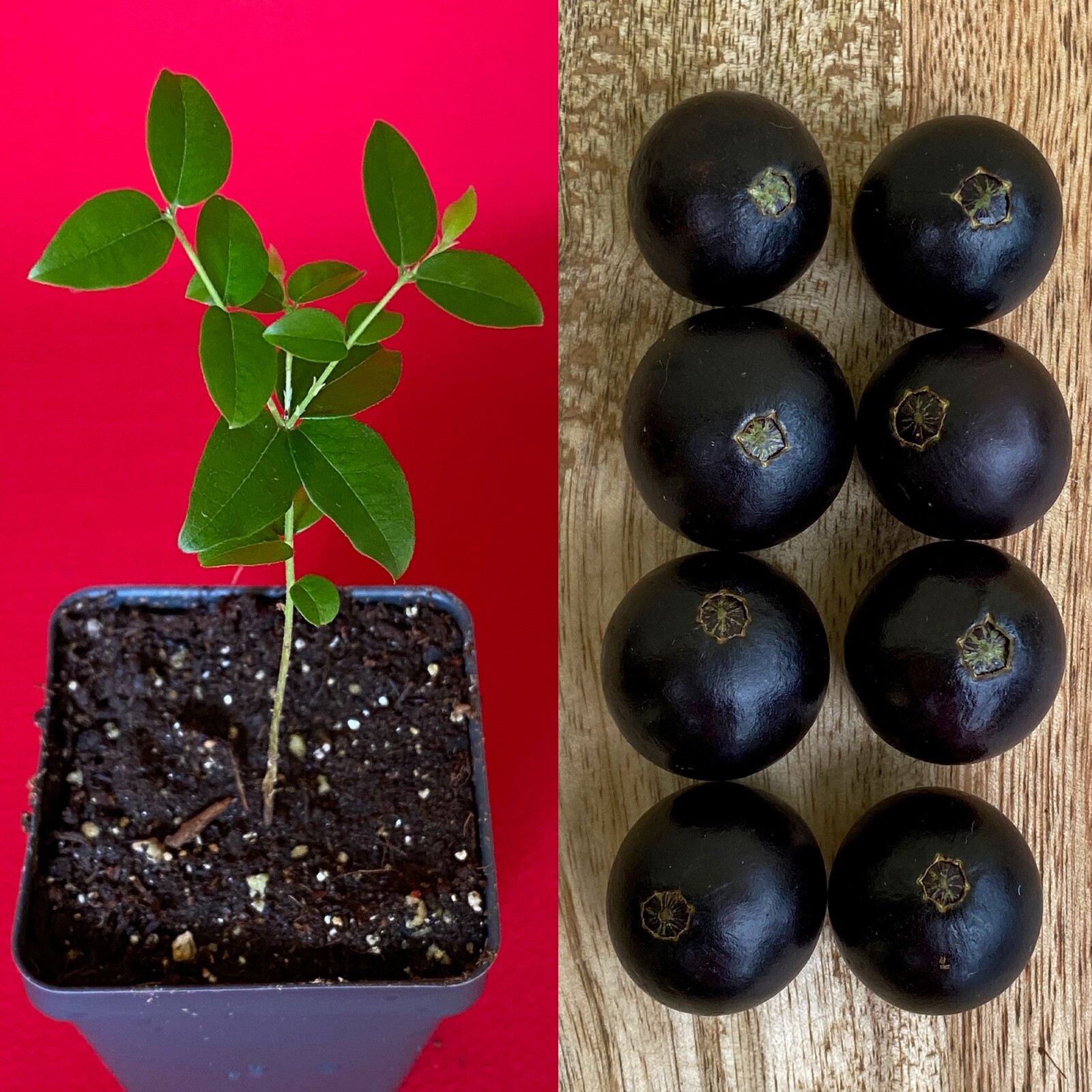 Jaboticaba Plinia Coronata Jabuticaba Fruit Tree tropical Plant VERY RARE!