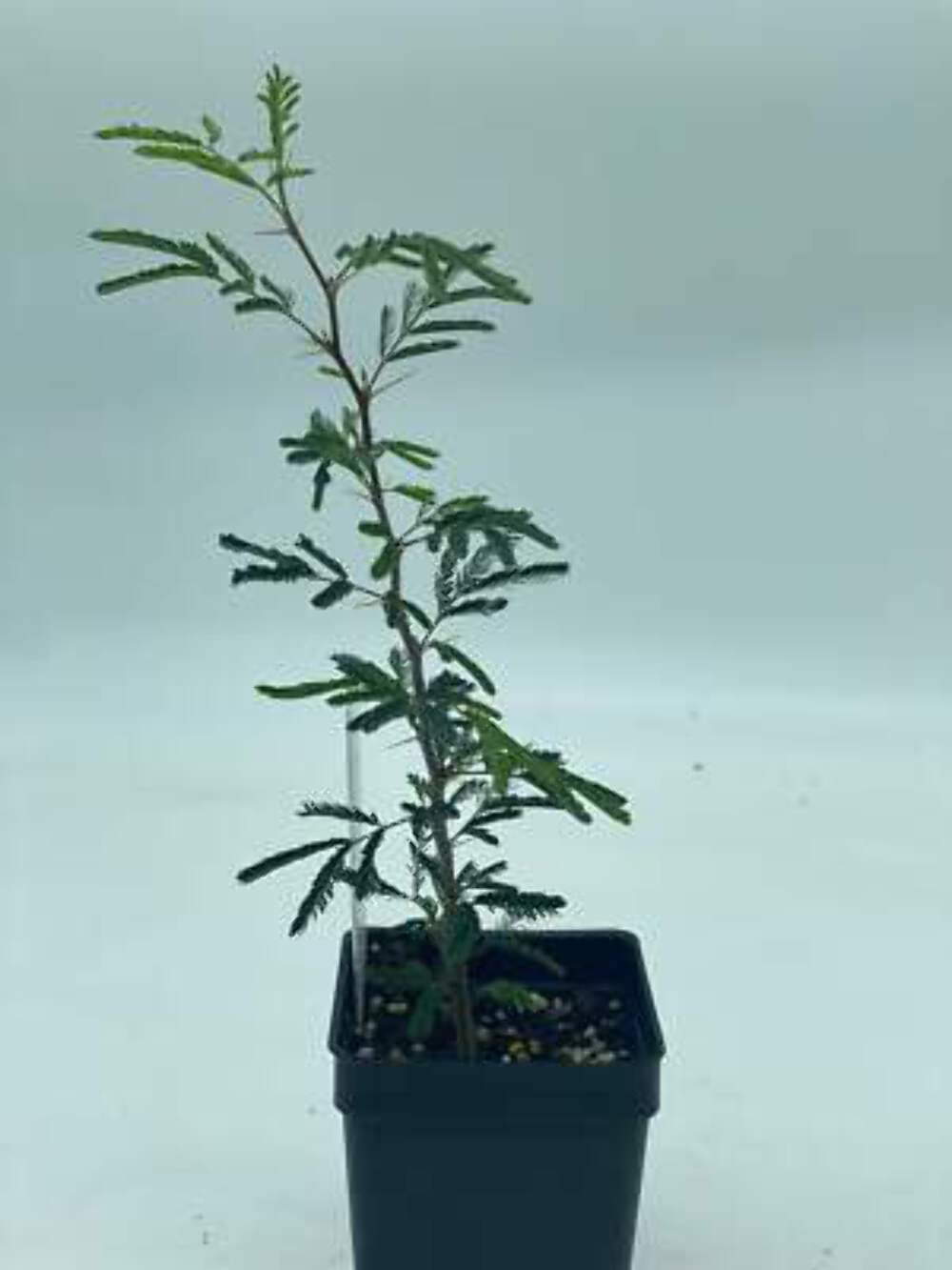Sweet Acacia 3″ Starter Pot – Vachellia Farnesiana – Amazing Fragrance!