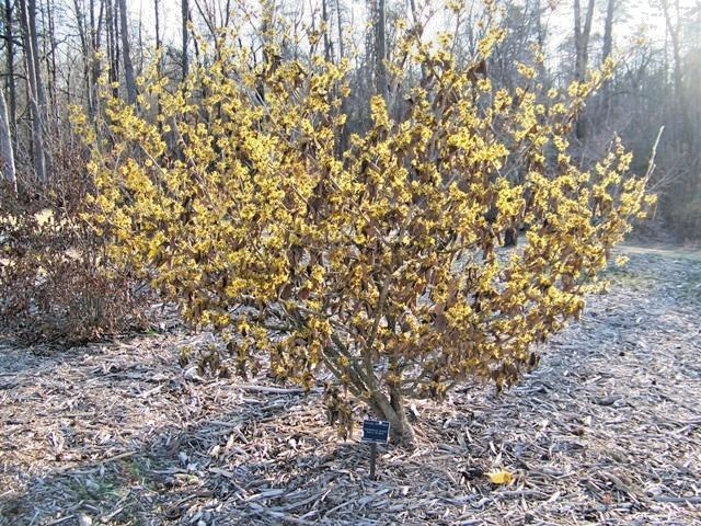 10 EARLY BRIGHT WITCH HAZEL SEEDS – Hamamelis mollis ” early bright “
