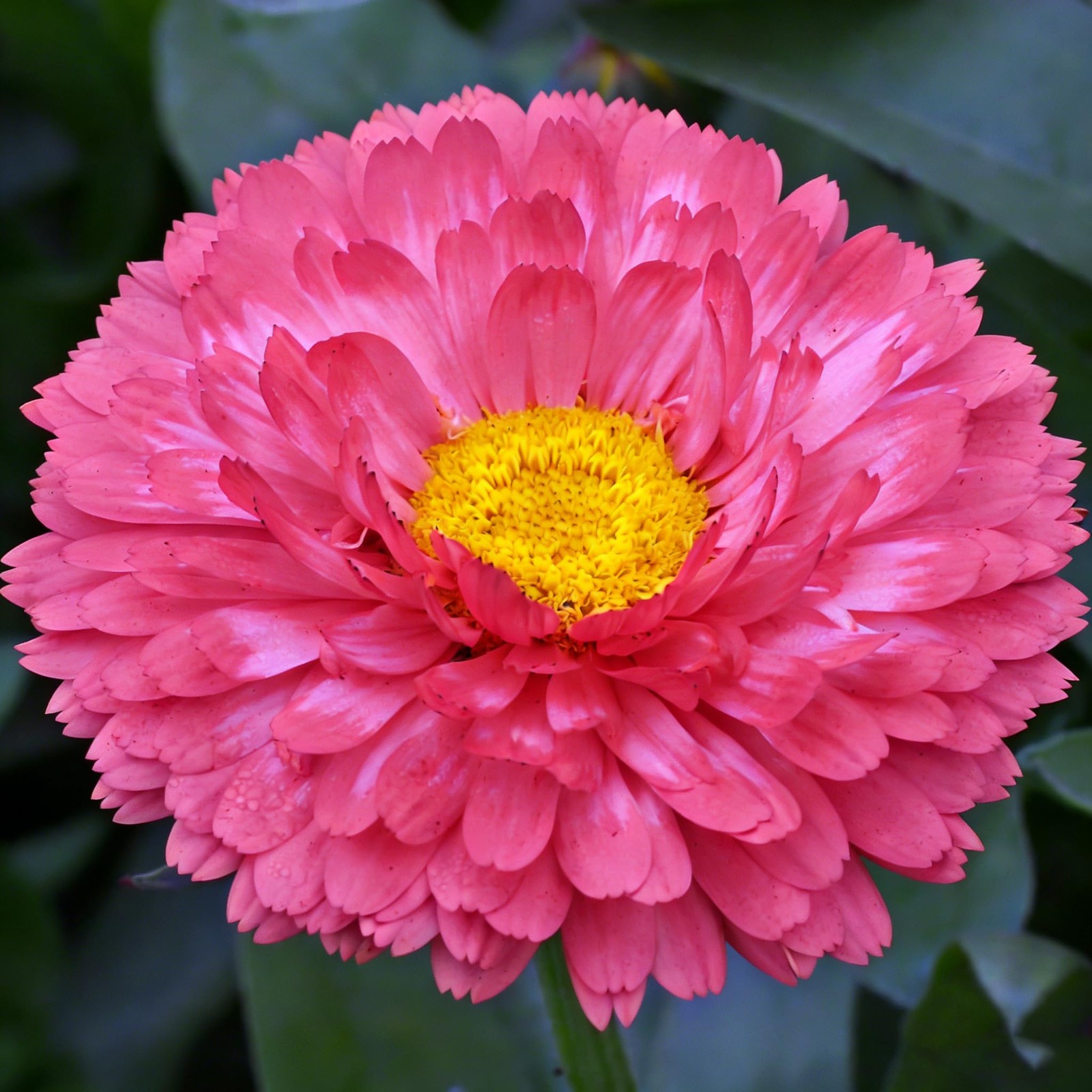 Mix Pot Marigold Seeds (Calendula Officinalis) for Planting, 990+Pcs Rare Marigo