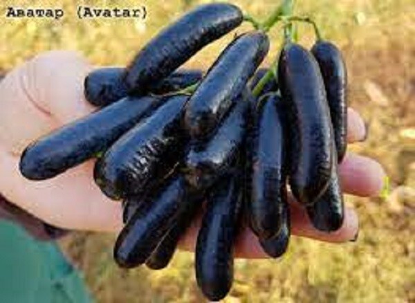Avatar ? SEEDLESS GRAPE VINE- 5 unrooted cuttings for rooting or grafting