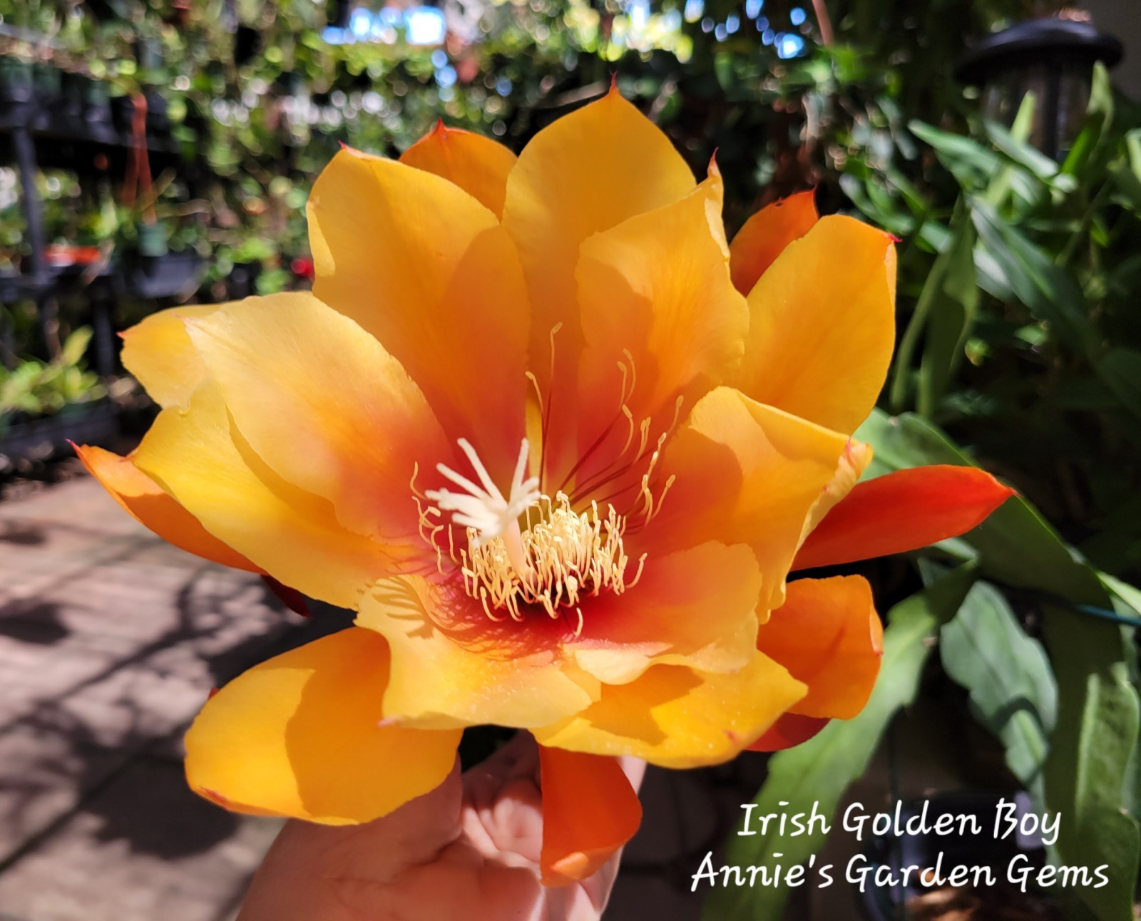 Epiphyllum Irish Golden Boy Unrooted Cuttings – 8 to 10 inches long