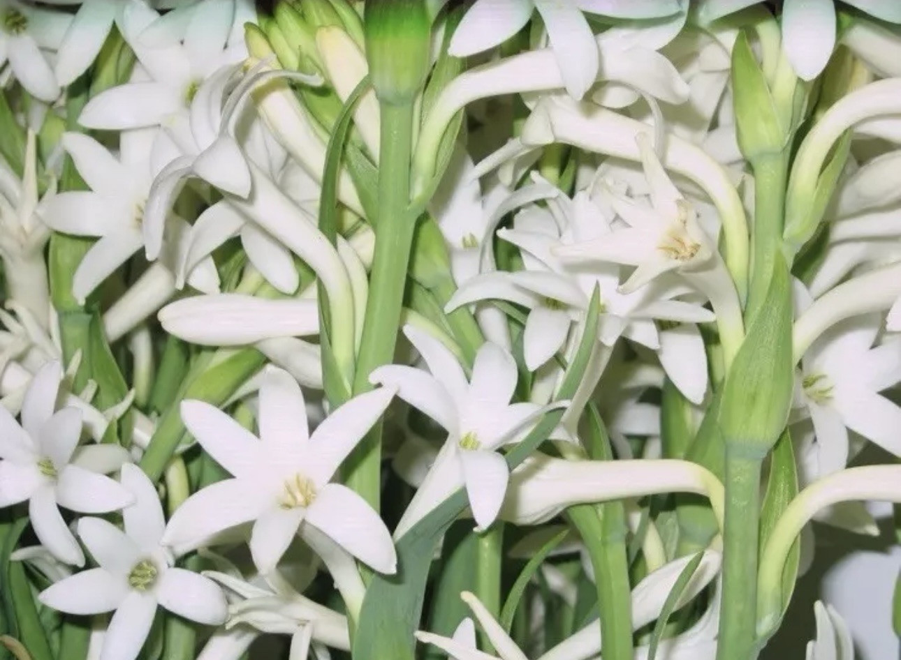 10 Clumps Tuberose, Bulbs 2+ Size Small, Rooted &Sprouted Ready To Plant