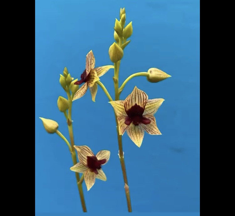 Trichoceros muralis Striped Purple Amber Gold Orchid Species NEW GROWTH 4” Pot
