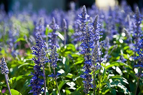 Hyssop Seeds (Hyssopus officinalis) – 1500+ Non-GMO & Heirloom Seeds by Isla’s