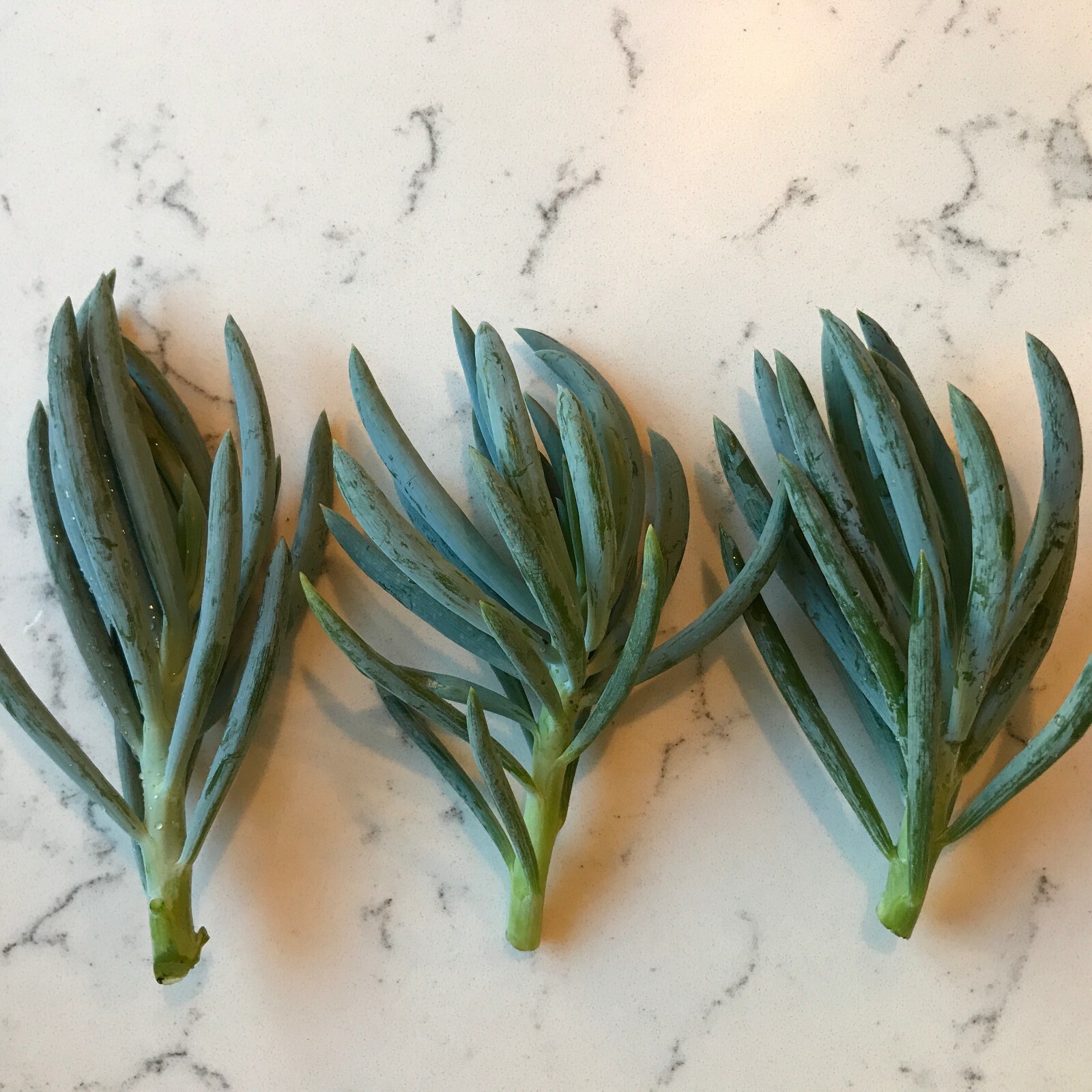 Senecio Mandraliscae Blue Chalk Sticks Live Succulent Plant Cuttings 5″ Length