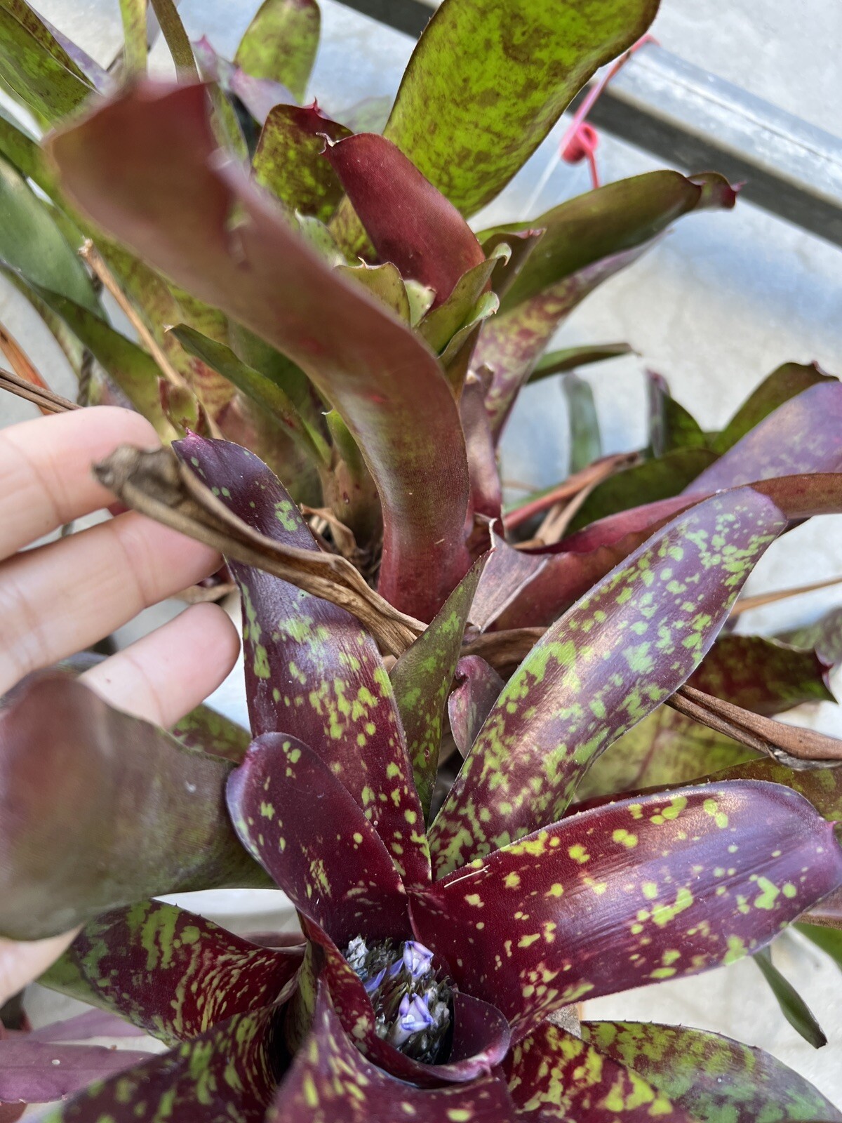 2 pups Exotic TROPICAL LANDSCAPE PLANT Pup Bromeliad colorful -unbranded
