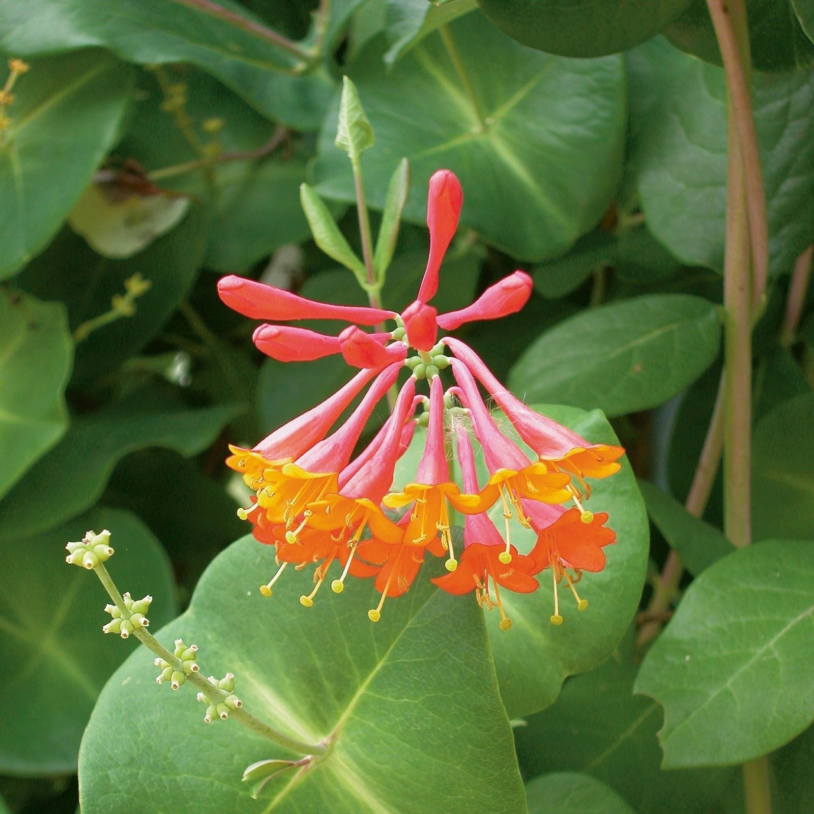 Honeysuckle Dropmore Scarlet 1 Potted Plant – Rooted in Quart Pot, Easy to Grow