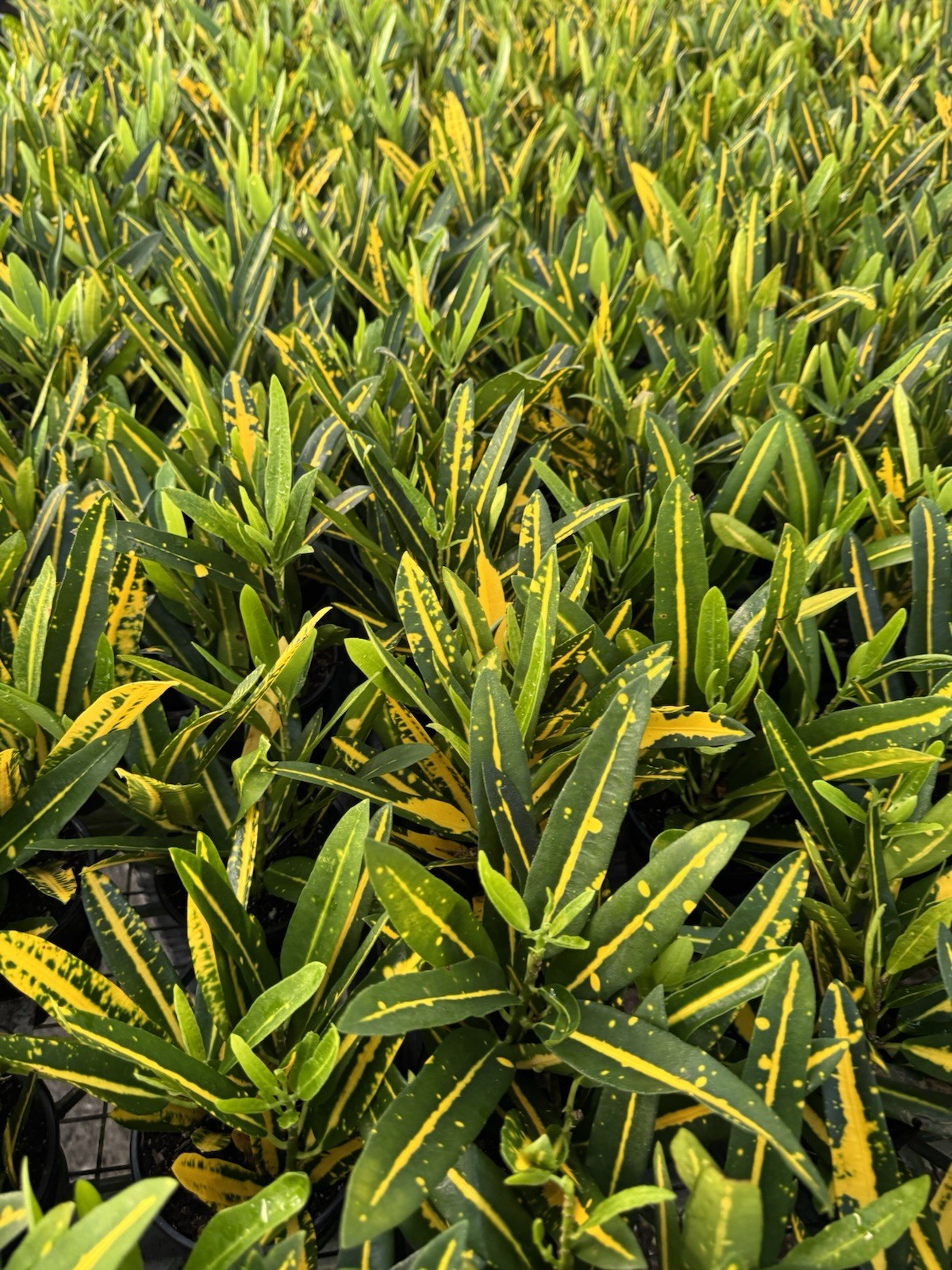 live plants outdoor