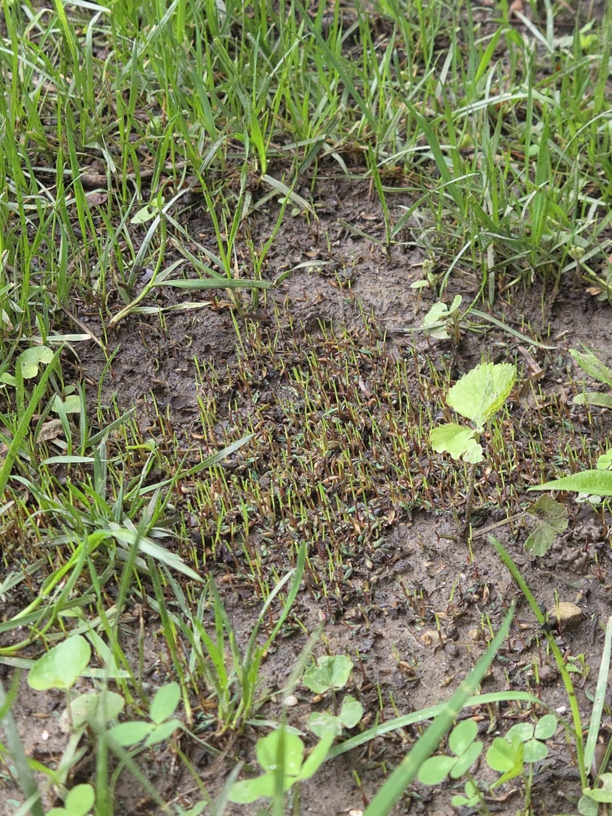 Kentucky 31 Tall Fescue Grass Seed, 40LB Lawn Pack