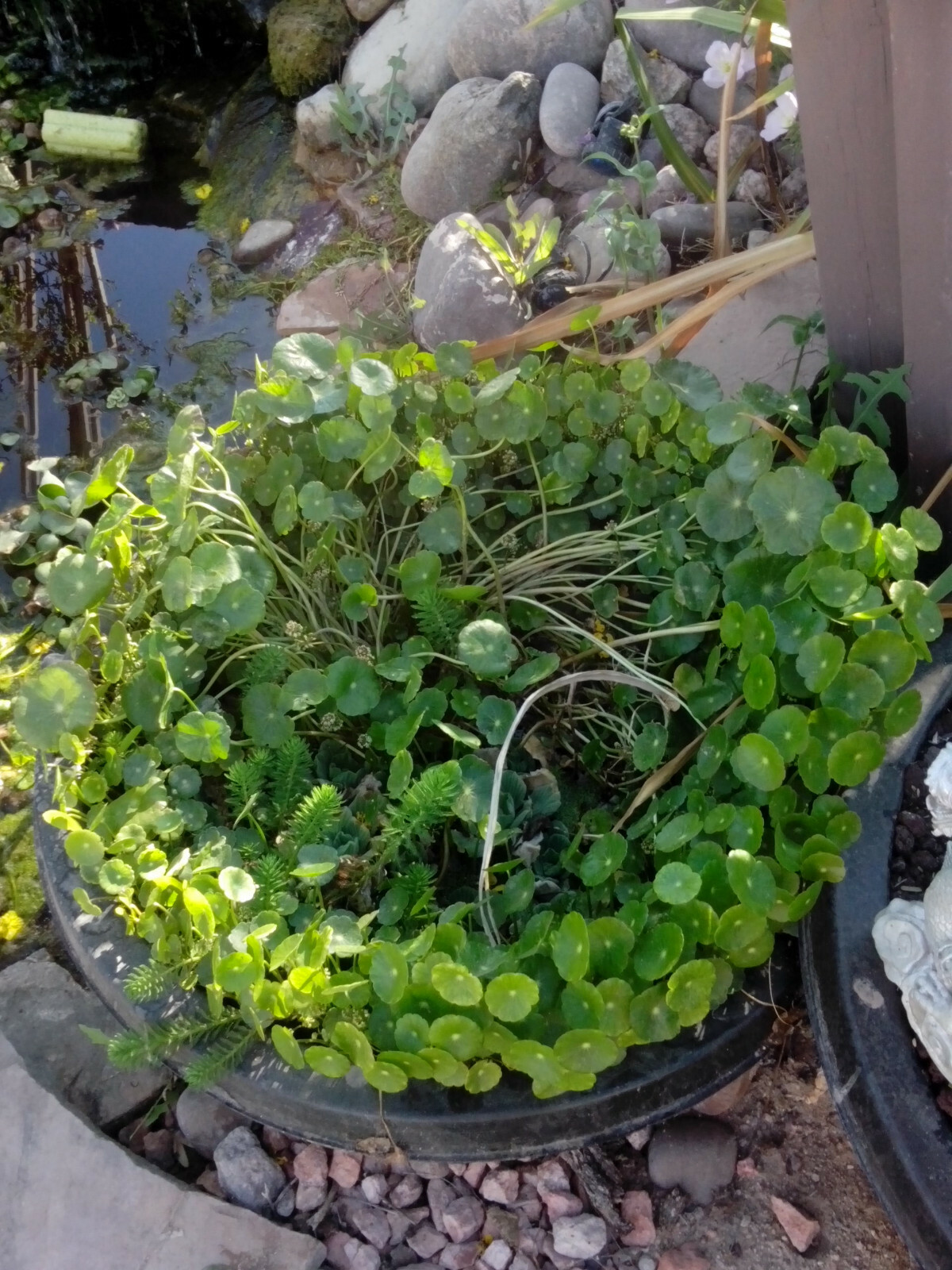 SALE Today ! 6 Varieties Of Pond Plants Marginal floating