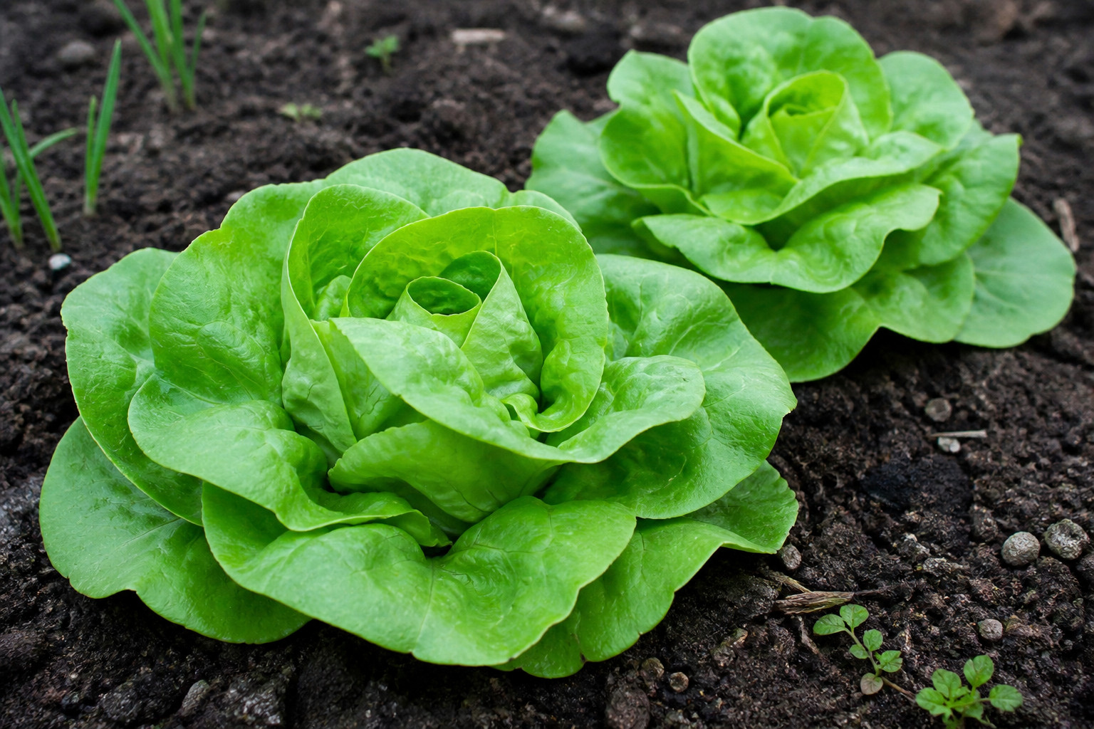 1250 Heirloom Butterhead Buttercrunch Lettuce Seeds – Organic NonGMO Gourmet