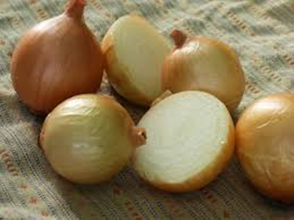 Texas Early Grano Onion Seeds, Heirloom, Non-GMO, 100 Seeds, Short Day