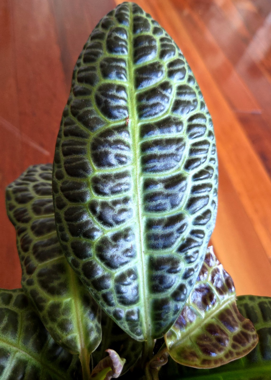 Rare Labisia Kura Kura 14″ Tall 2 Plants Aroid Not Philodendron Monstera