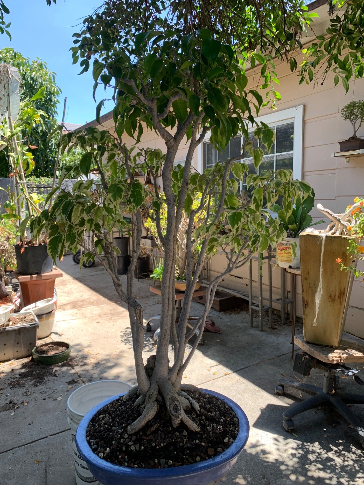 Ficus benjamina and variegated in grouping for about 20 years