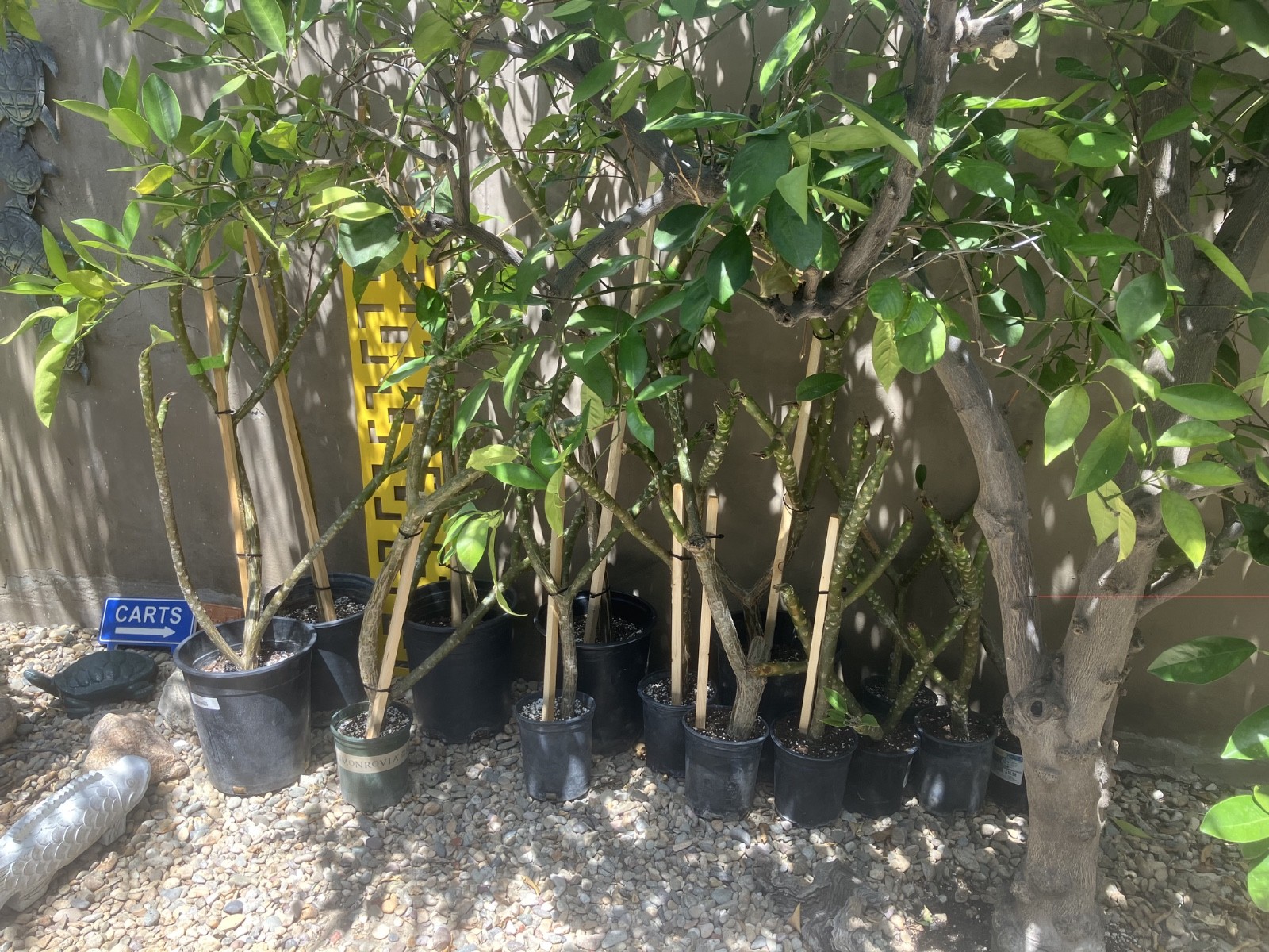 PLUMERIA CUTTINGS FOR SALE – pink, red & yellow- all sizes
