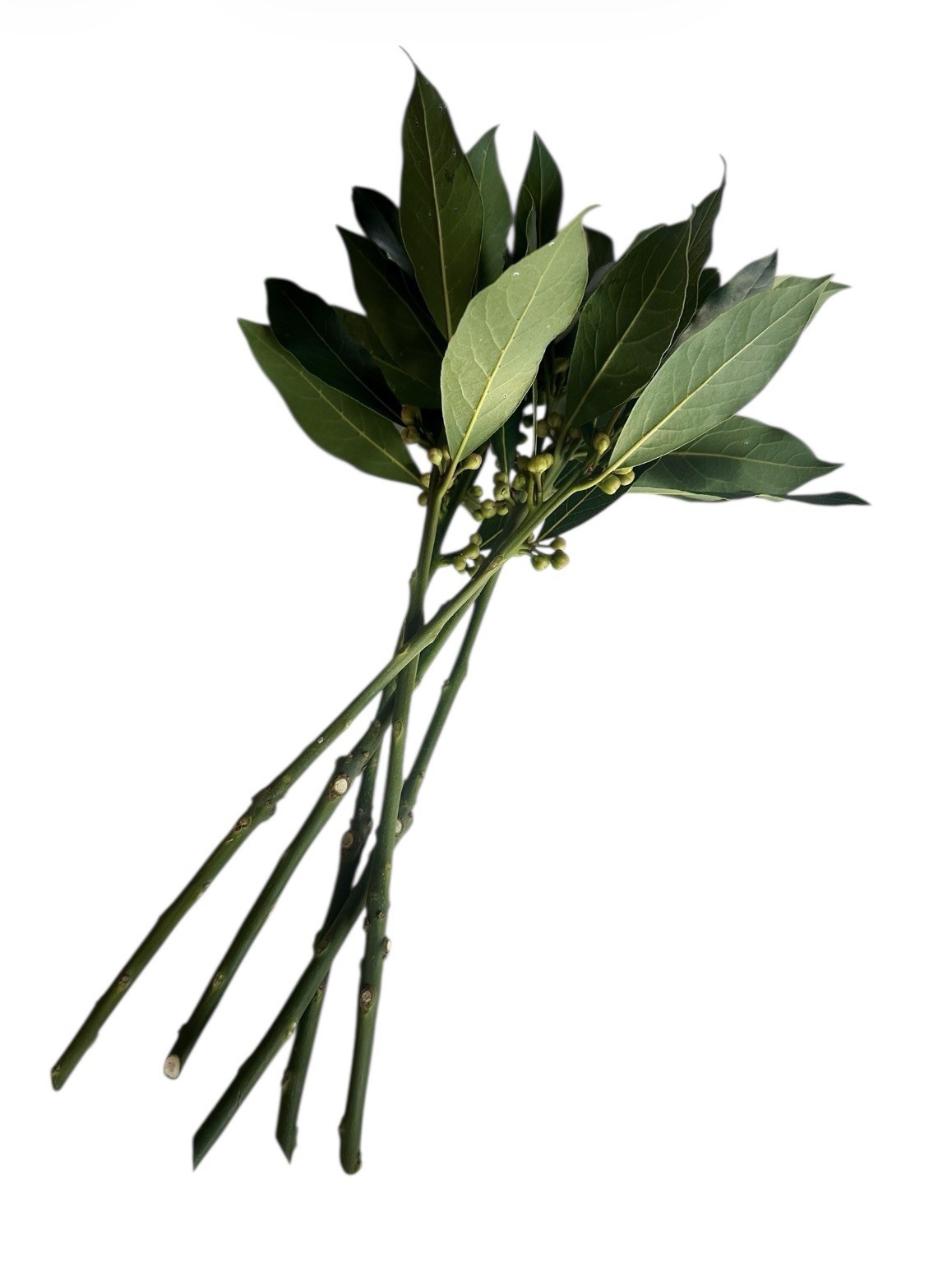 Bay Laurel Tree 5 Stem Cuttings For Propagation Culinary Free Shipping