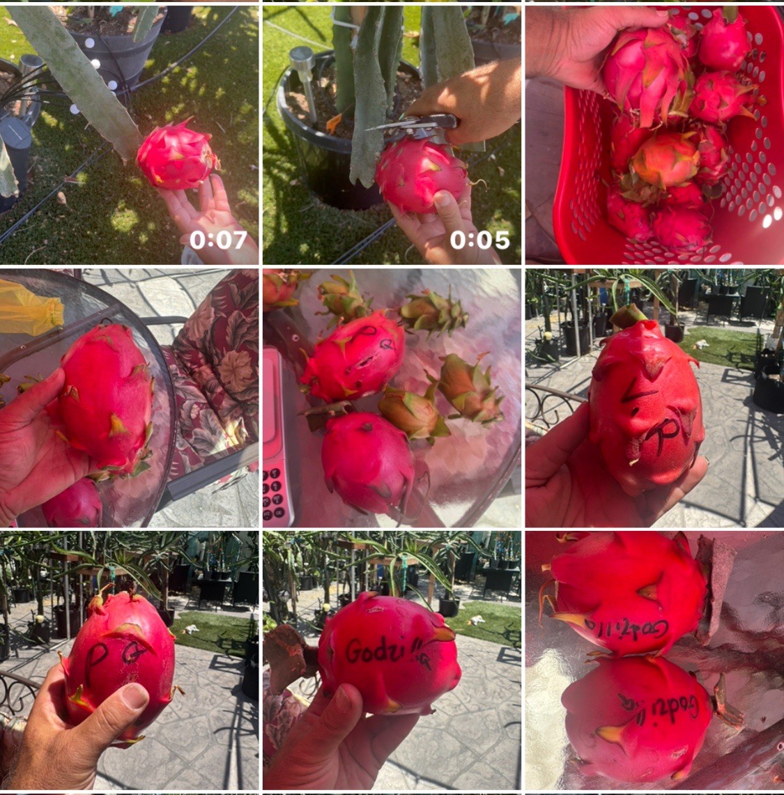 Rainbow Dragon Fruit Cuttings 8-12 Inches Check Description ￼
