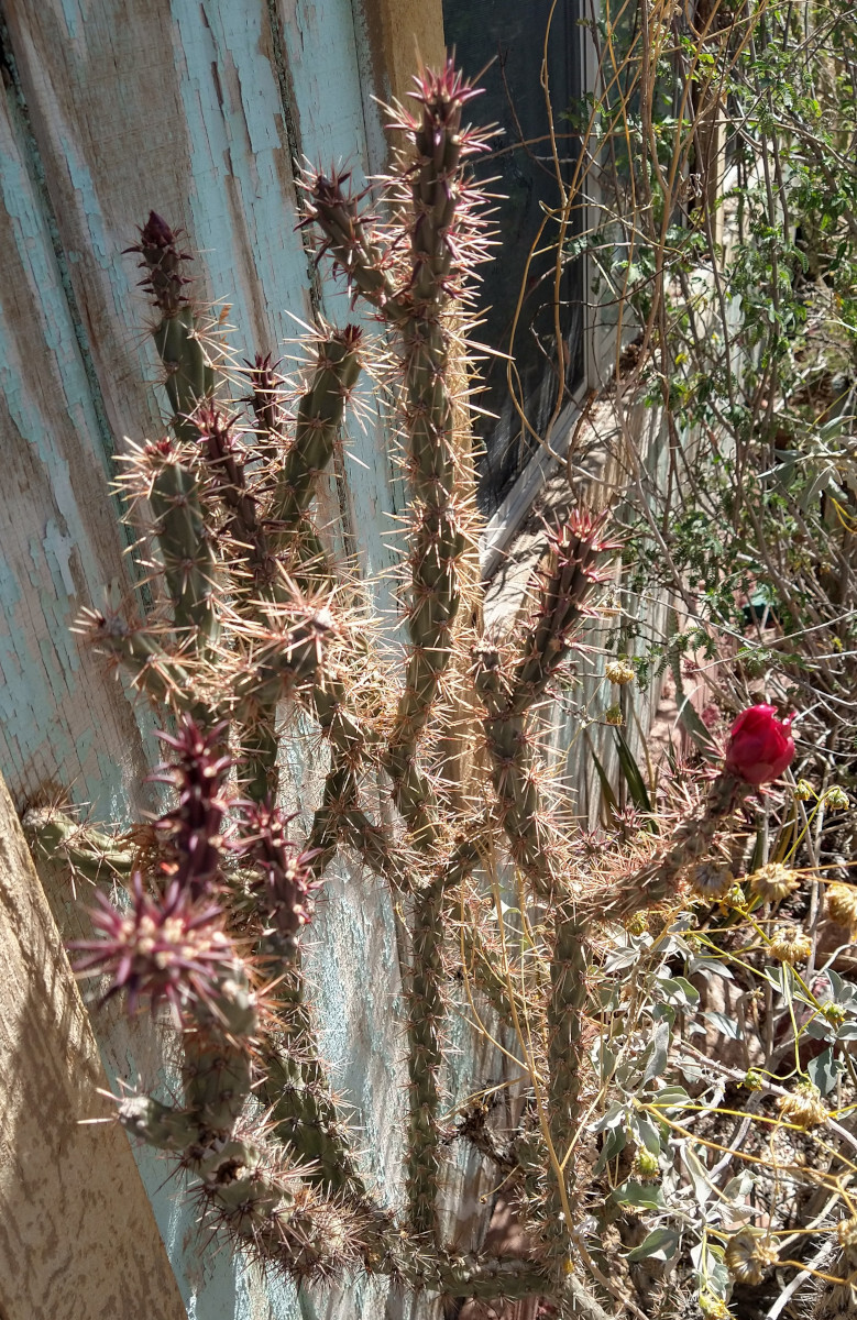 Cylindropuntia versicolor Elongated sections Deep Red Flowers 1x Cutting