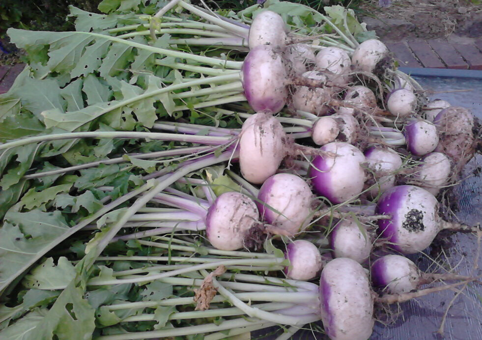 500+Turnip Seeds Purple Top White Globe Turnip Seed(Brassica rapa) Vegetable USA