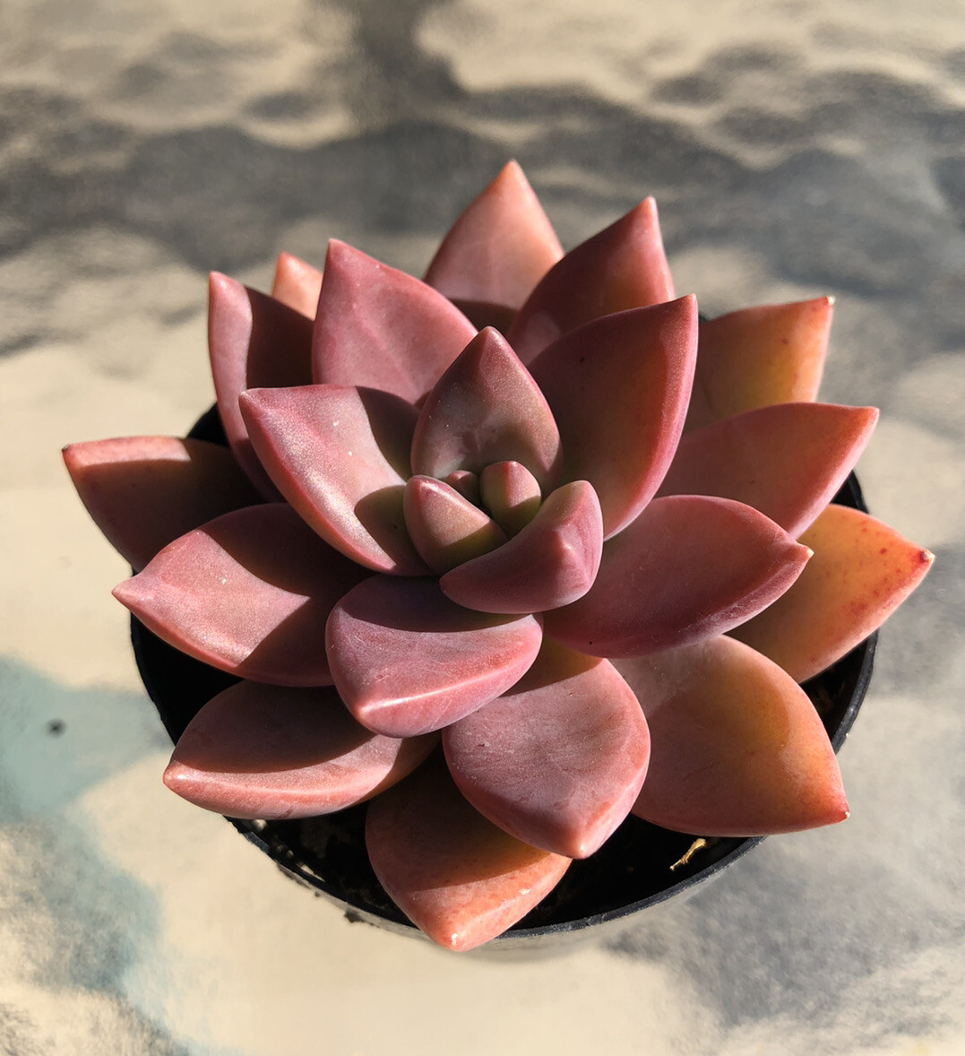 Graptosedum ‘California Sunset’ , Comes in a 2.5″ Pot